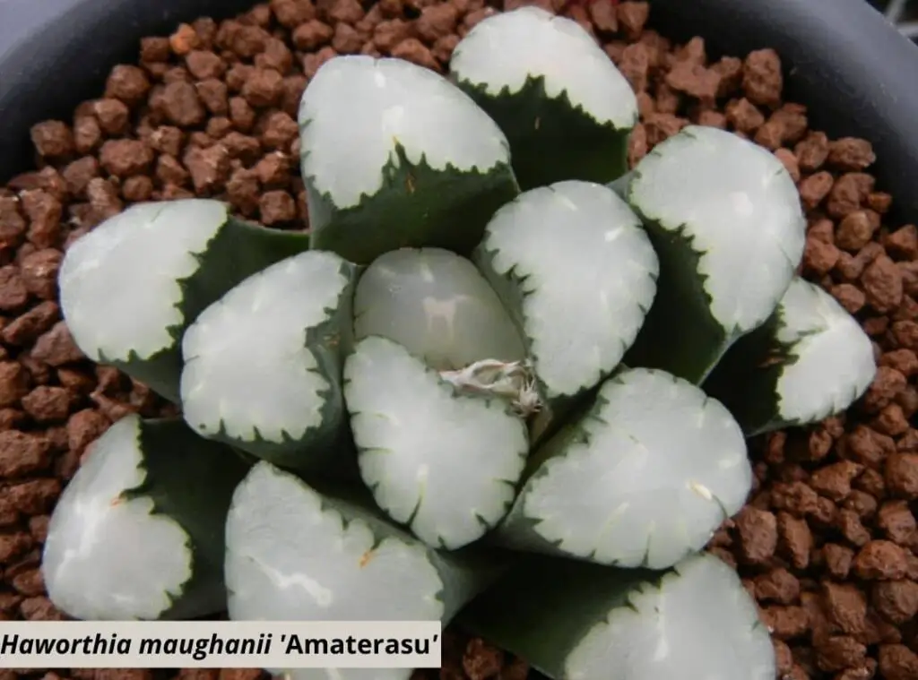 Haworthia maughanii Amaterasu 1