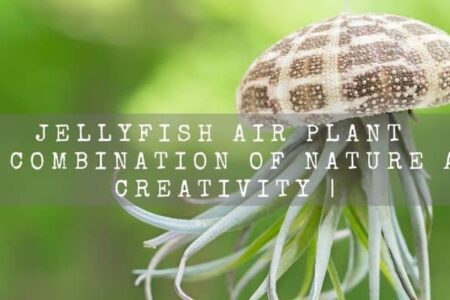 Jellyfish Air Plant | A Beautiful Combination of Nature And Creativity |