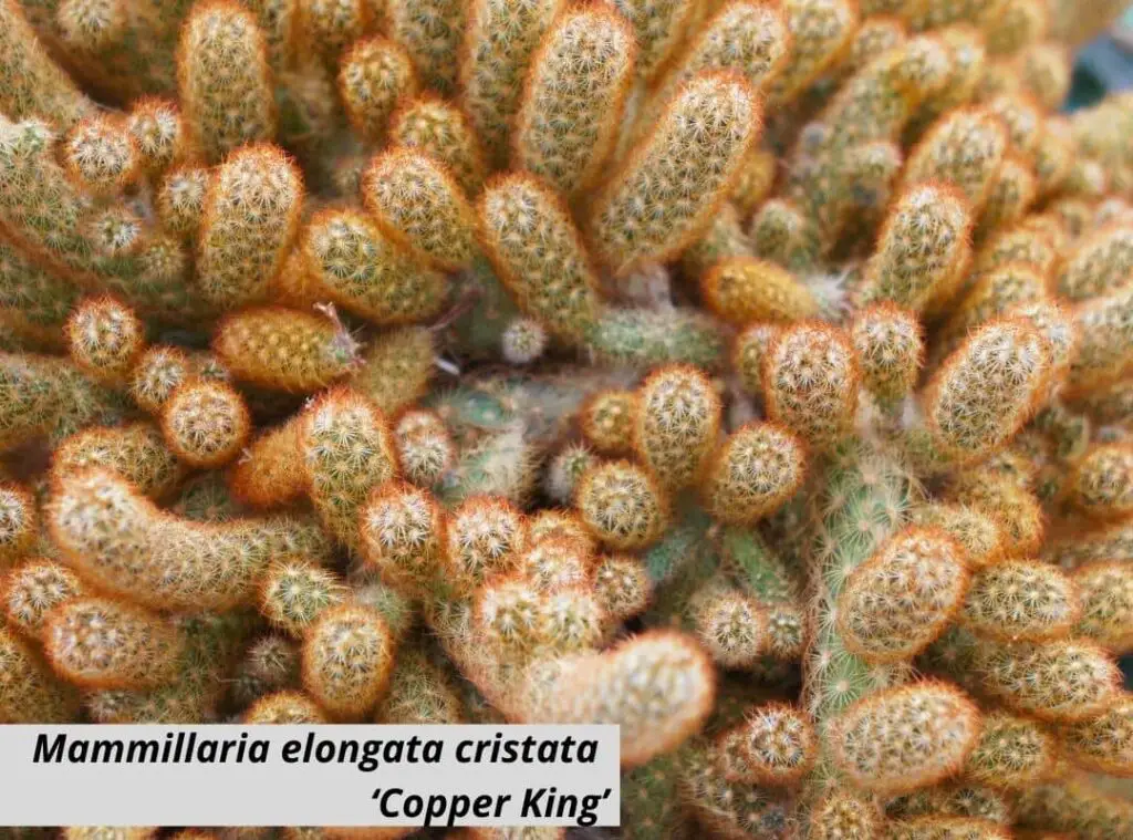 Mammillaria elongata cristata ‘Copper King 1