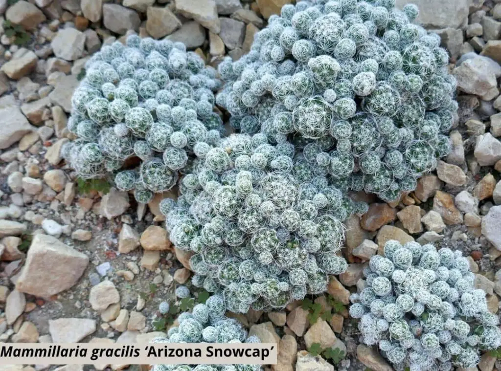 Mammillaria gracilis ‘Arizona Snowcap 1