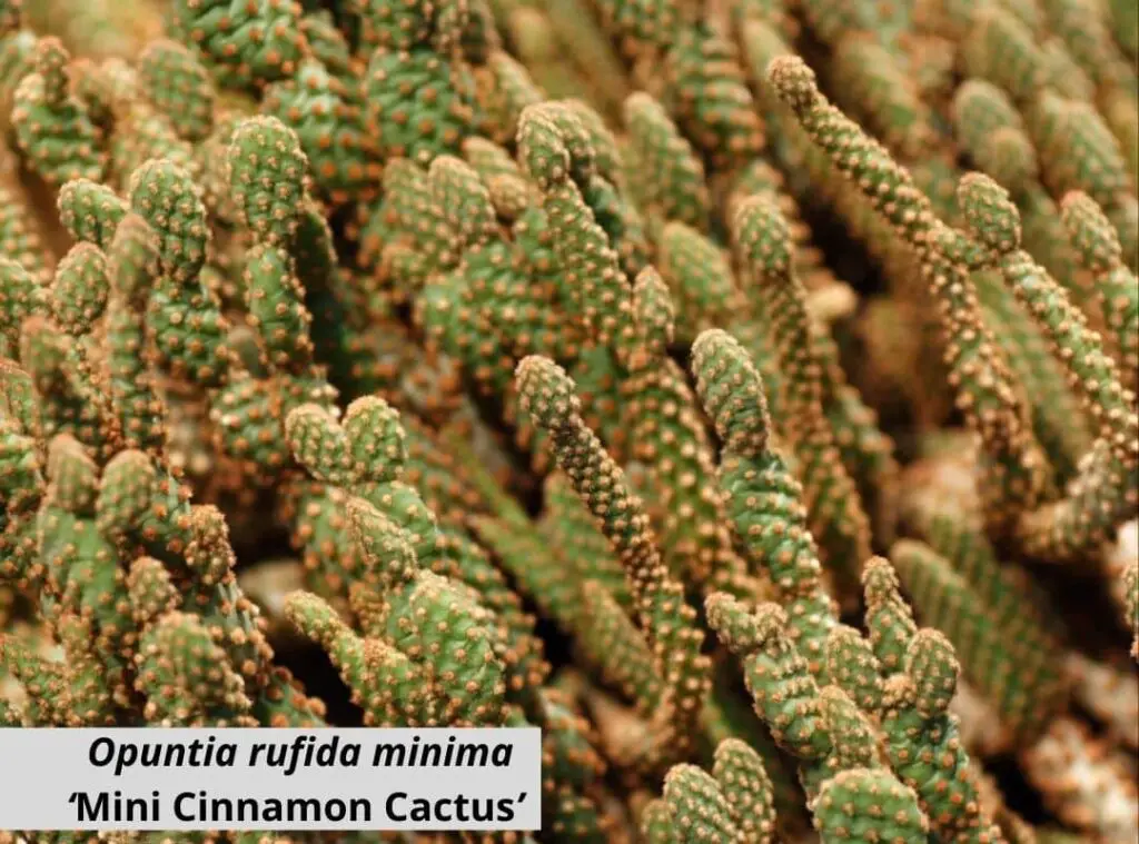 Opuntia rufida minima ‘Mini Cinnamon Cactus 1