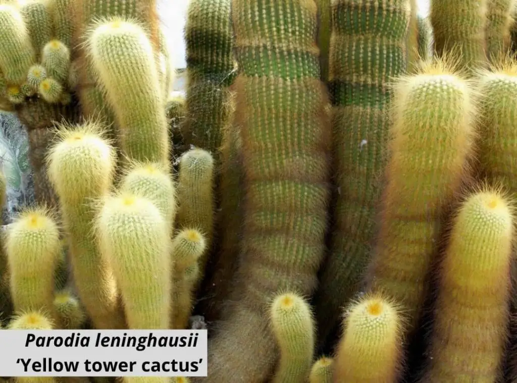 Parodia leninghausii ‘golden ball cactus 1 1