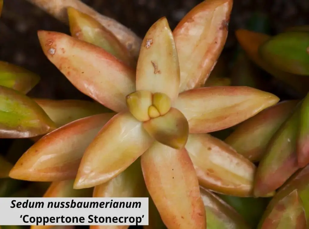 Sedum nussbaumerianum ‘Coppertone Stonecrop 1
