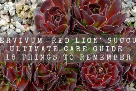 Sempervivum Red Lion Succulent Ultimate Care Guide | 18 Things To Remember |