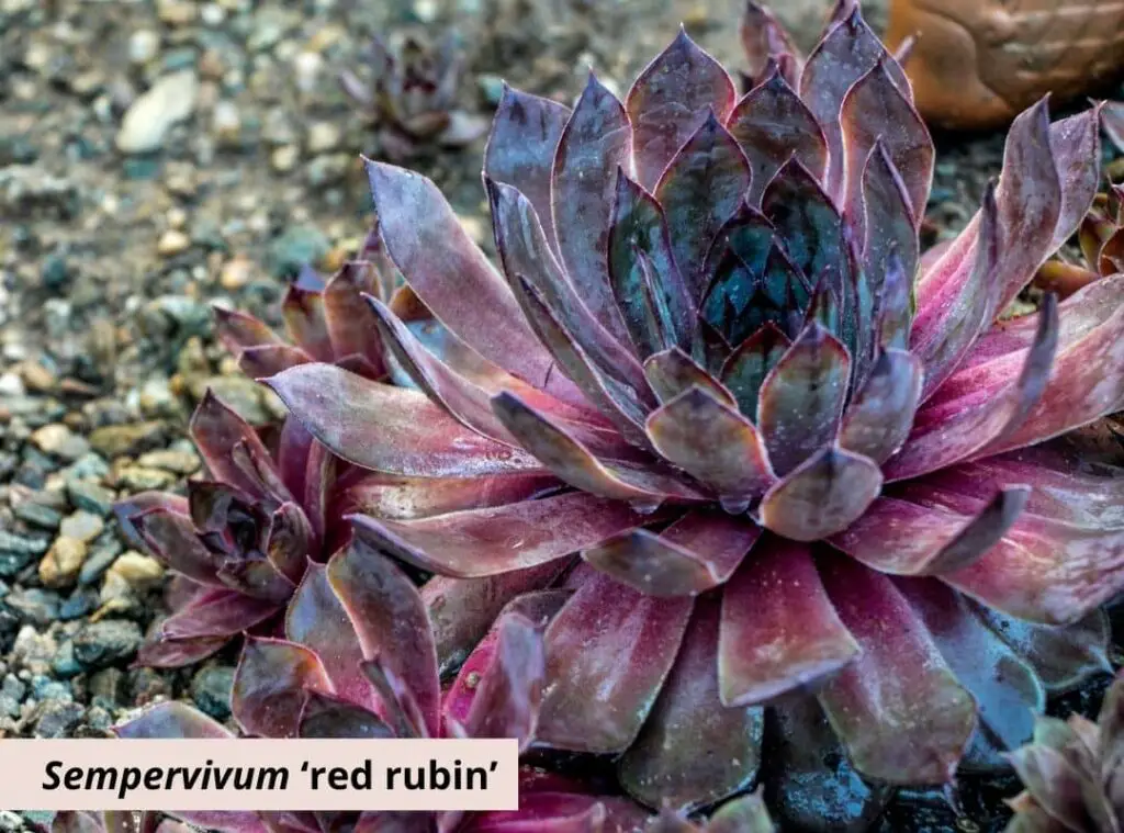 Sempervivum ‘red rubin 2