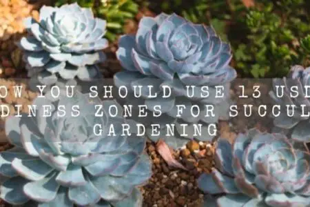 How You Should Use 13 USDA Hardiness zones For Succulent Gardening