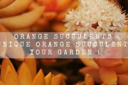 Orange succulents | 13 Unique Orange Succulents For Your Garden |