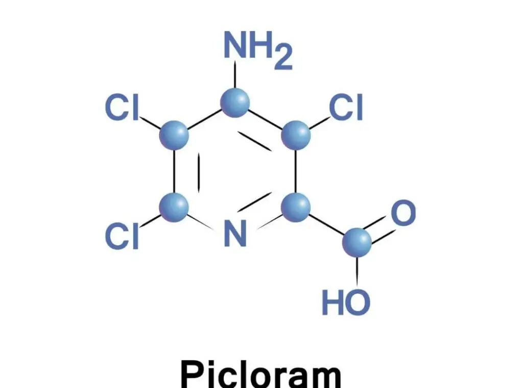 picloram
