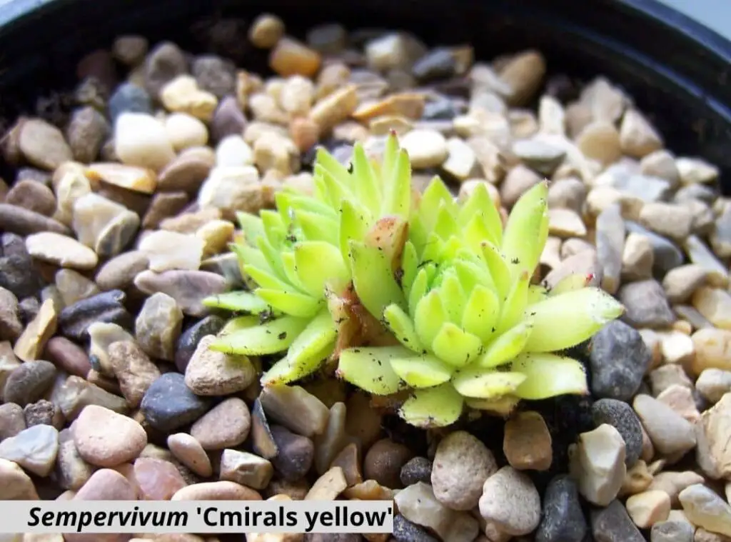 sempervivum cmirals yellow 1