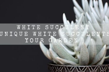 White succulent | 15 Unique White Succulents For Your Garden |