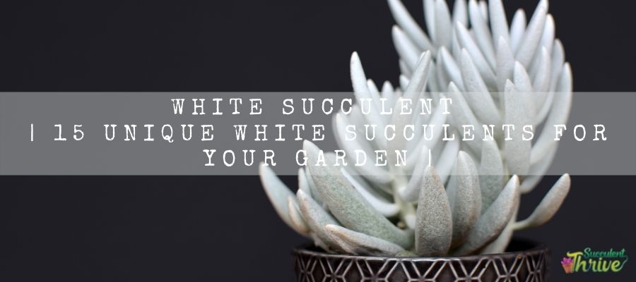 white succulent