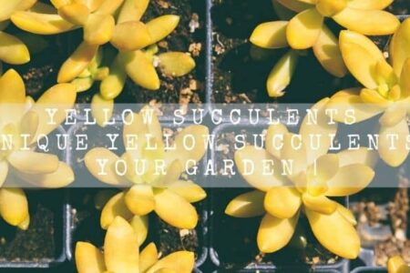 Yellow Succulents | 9 Unique Yellow Succulents For Your Garden |