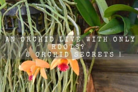 Can An Orchid Live With Only Air Roots? | 8 Orchid Secrets |
