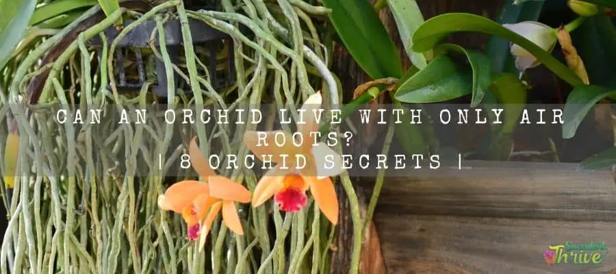 Can Ana Orchid Live With Only Air Roots