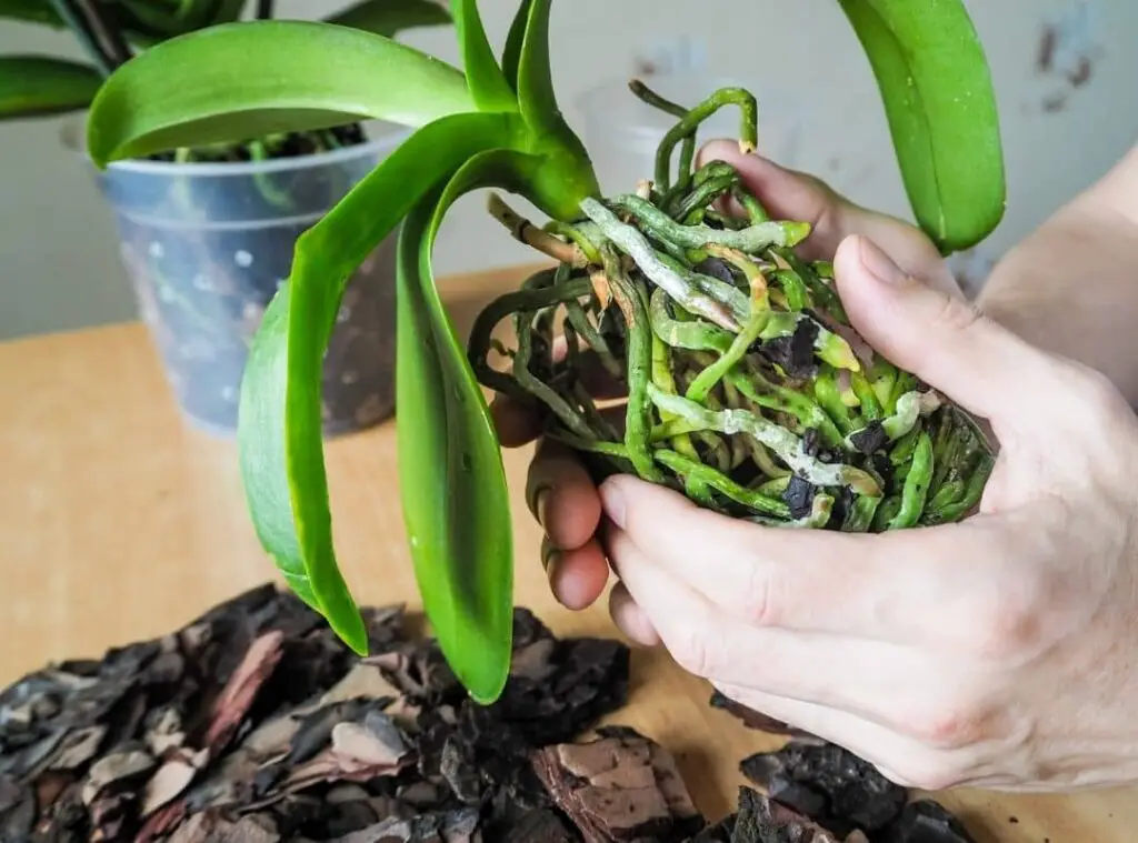 Can An Orchid Live With Only Air Roots 5 3