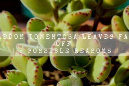 Cotyledon Tomentosa Leaves Falling Off | 5 Possible Reasons |