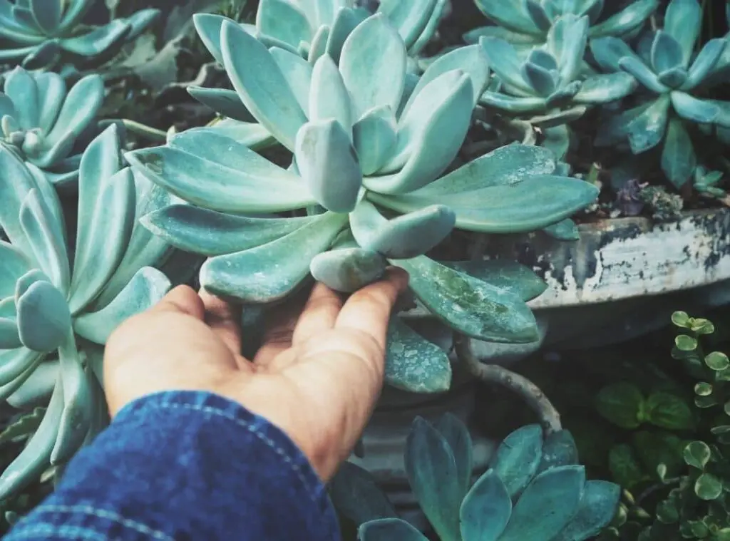 Do Succulents Like To Be Touched