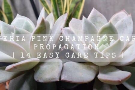 Echeveria Pink Champagne Care And Propagation | 14 Easy Care Tips |