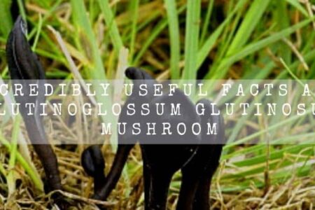 5 Incredibly Useful Facts About Black Earth Tongue Mushroom
