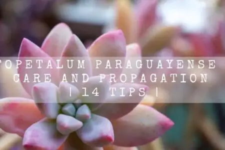 Graptopetalum Paraguayense Peach Care and Propagation | 14 Tips |