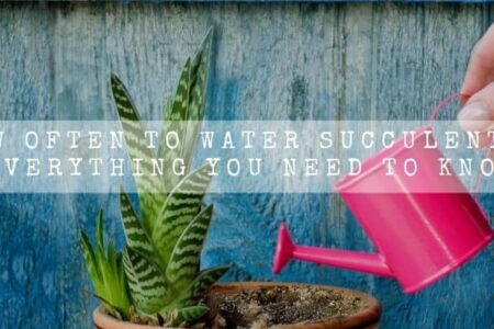 How Often To Water Succulents? | Everything You Need To Know |