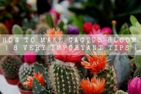 How To Make Cactus Bloom | 8 Very Important Tips |