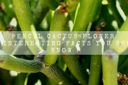 Pencil Cactus Flower | 10 Interesting Facts You Should Know |