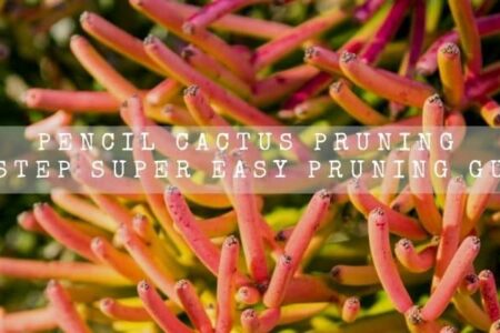 Pencil Cactus Pruning | 10 Step Super Easy Pruning Guide |