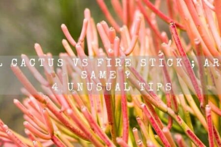 Pencil Cactus vs Fire Stick ; Are They Same ?  4 Unusual Tips