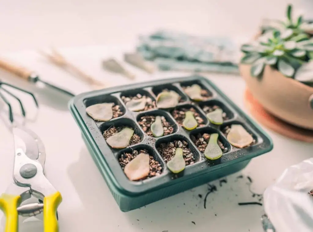 Propagate Succulents With Honey 