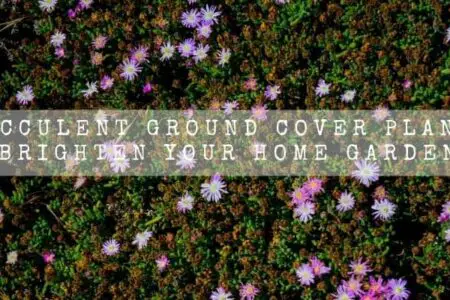 13 Succulent Ground Cover Plants To Brighten Your Home Garden