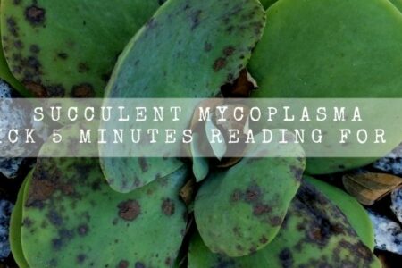Succulent Mycoplasma | Quick 5 Minutes Reading For You |