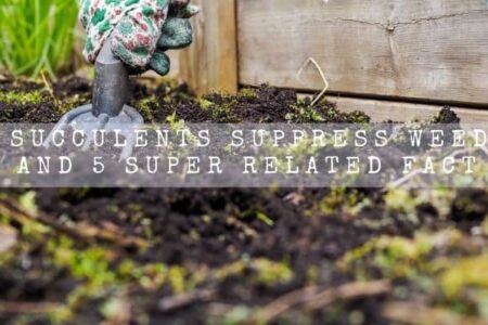 Do Succulents Suppress Weeds? | And 5 Super Related Fact |