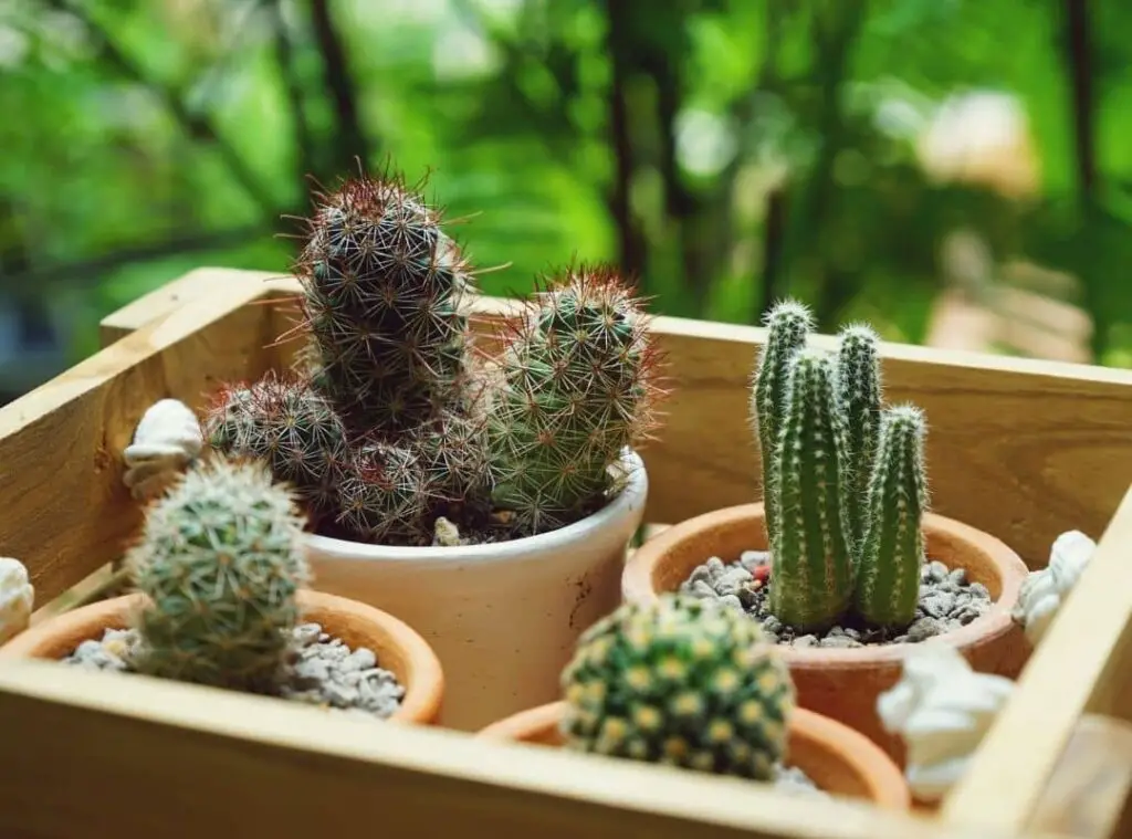 can succulents Survive in a Box 