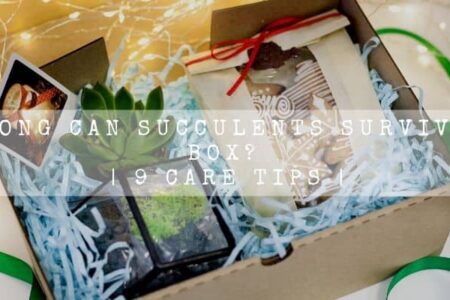 How Long Can Succulents Survive in a Box? | 9 Care Tips |