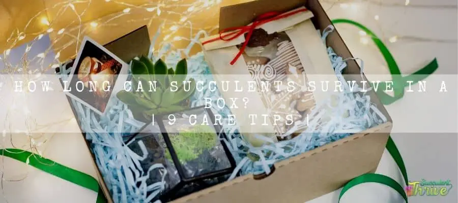 Succulents Survive in a Box
