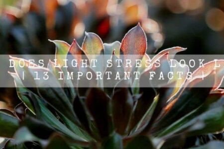 What Does Light Stress Look Like? | 13 Important Facts |