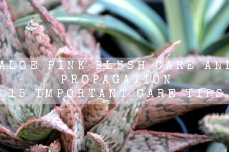 Aloe Pink Blush Care And Propagation| 15 Important Care Tips |