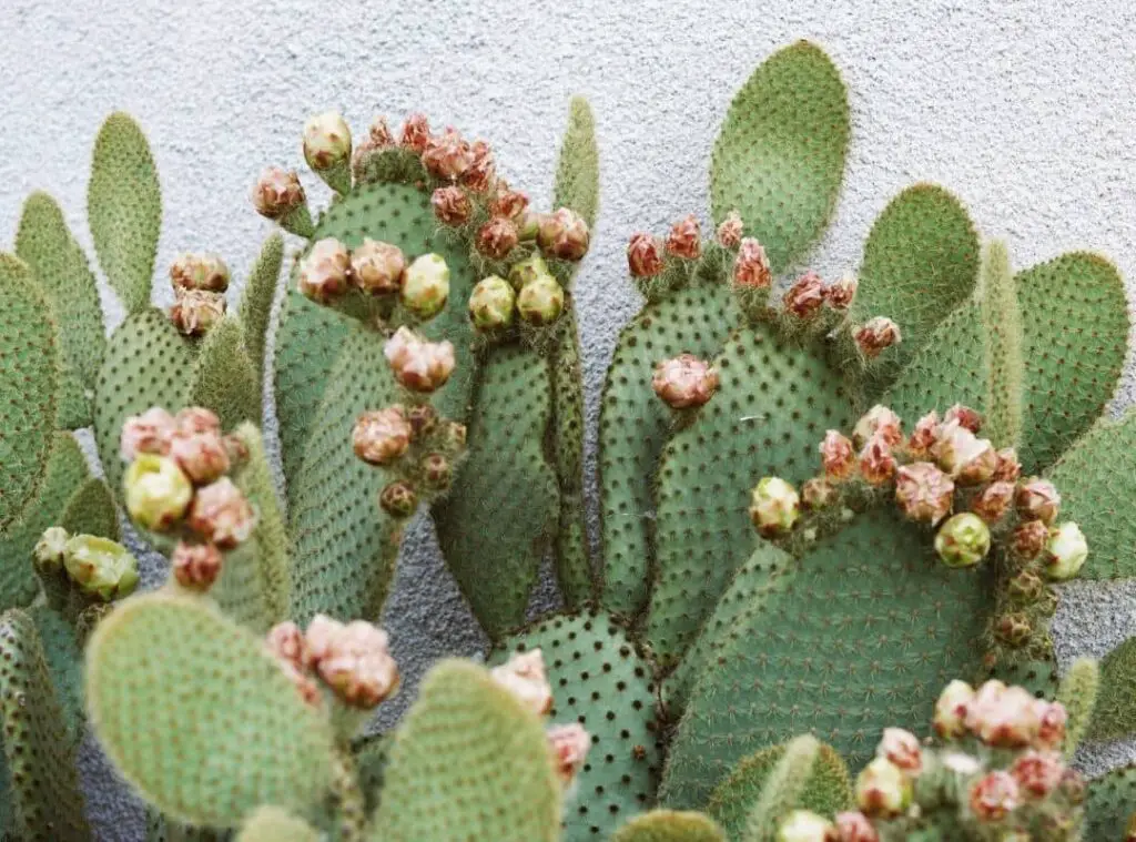 cactus blooms 5 1