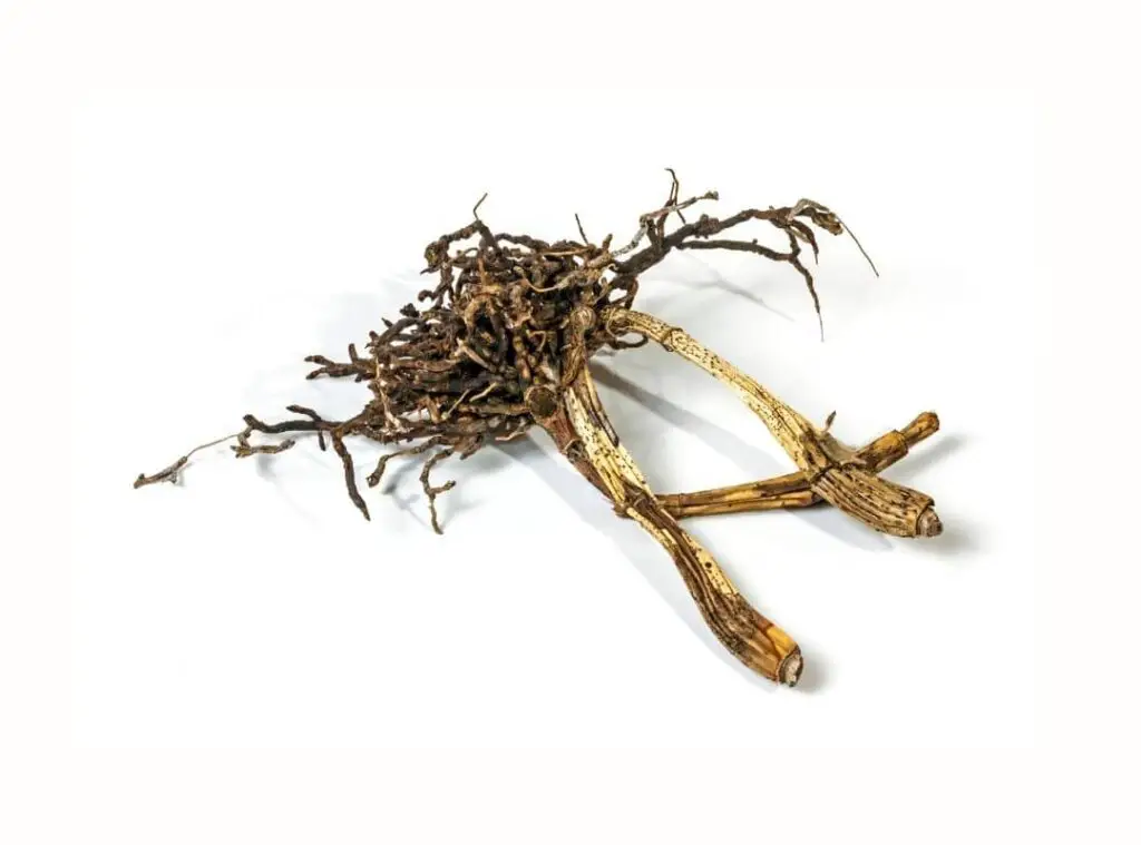 dead orchid root 3 1