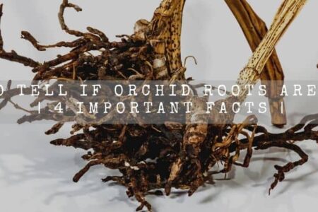 How To Tell If Orchid Roots Are Dead? | 4 Important Facts |
