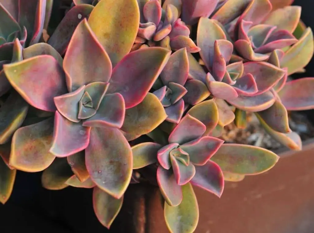 Graptoveria Fred Ives 