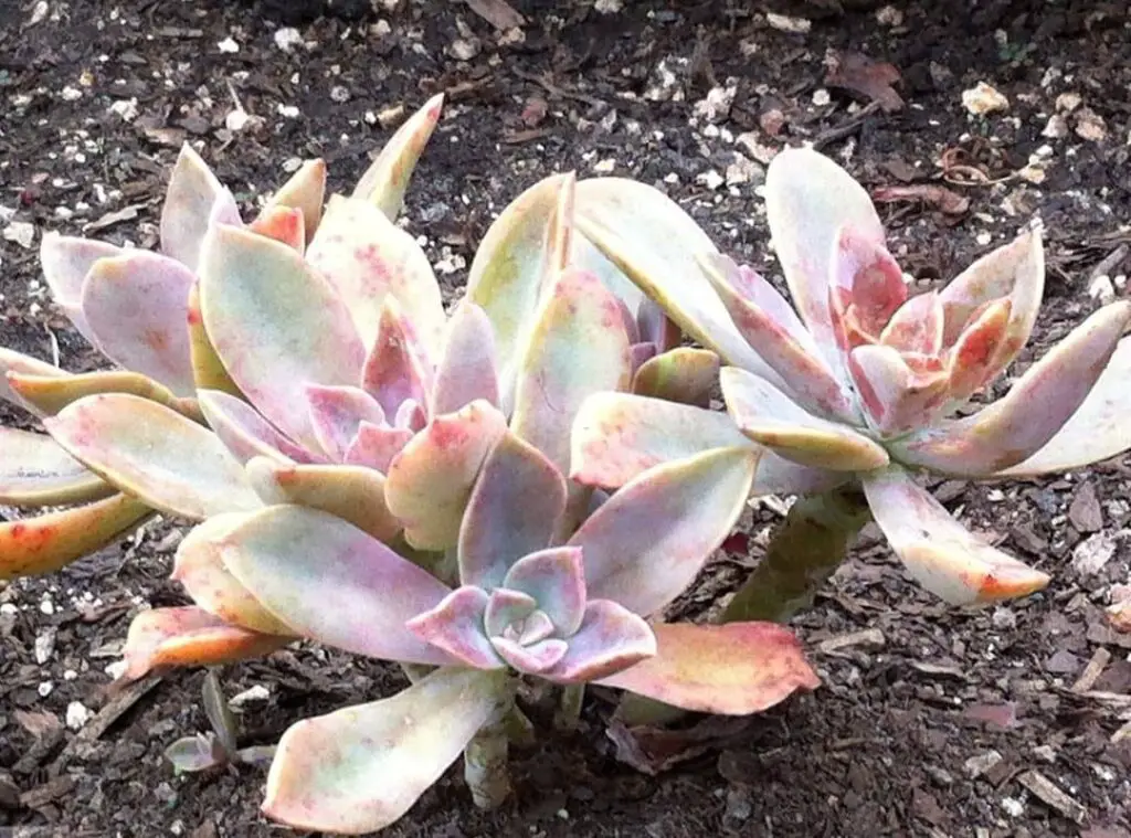 Graptoveria Fred Ives 