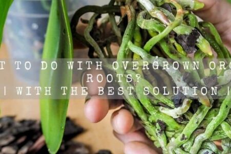 What To Do With Overgrown Orchid Roots? | With The Best Solution |