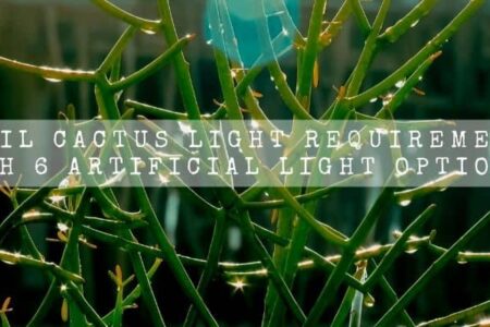 Pencil Cactus Light Requirements | With 6 Artificial Light Options |
