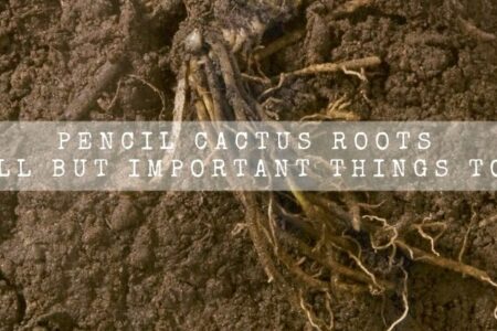Pencil Cactus Roots | 7 Small But Important Things To Know |
