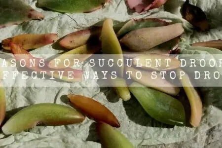 8 Reasons For Succulent Drooping | And Effective Ways To Stop Drooping |