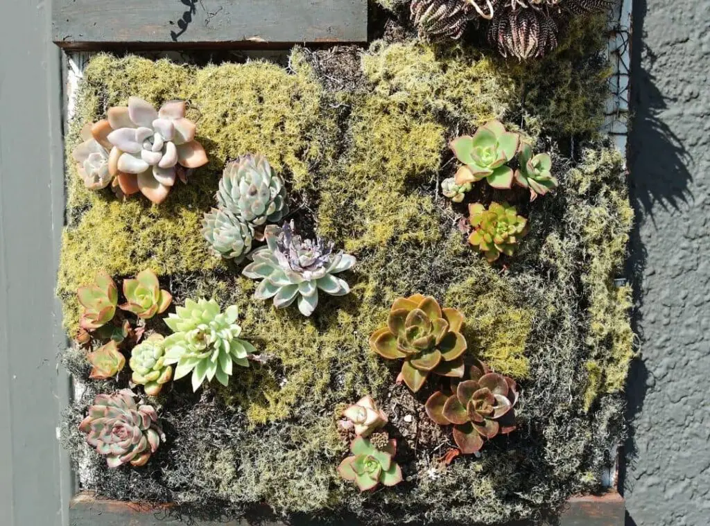 succulent wall planter 
