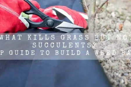 What Kills Grass But Not Succulents? 4 Step Guide To Build A Weed barrier