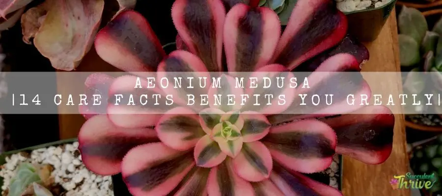Aeonium Medusa
